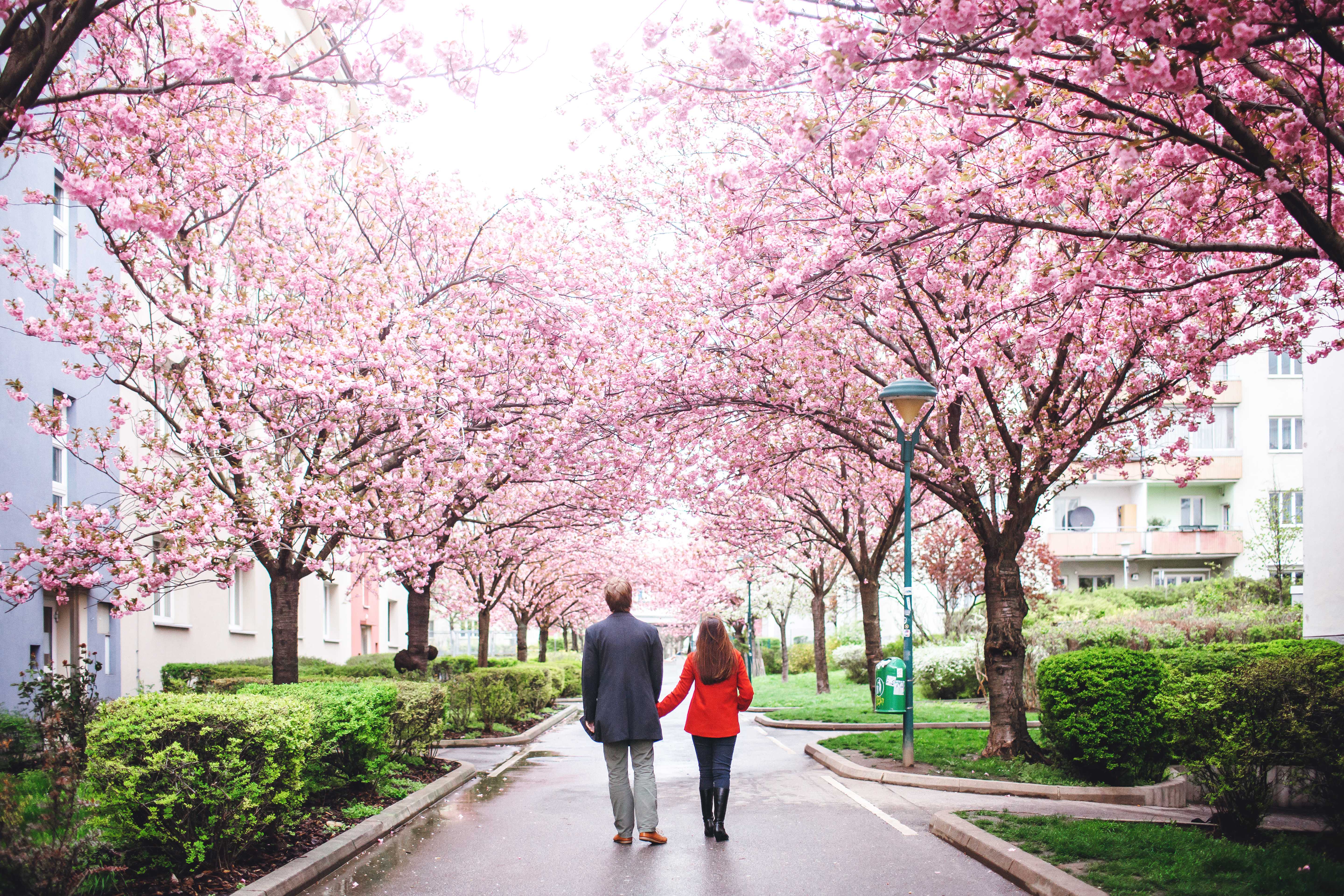 Couple sorrounded by Sakura Blossom.