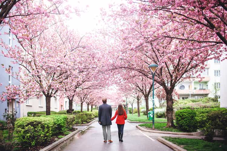 Couple sorrounded by Sakura Blossom.