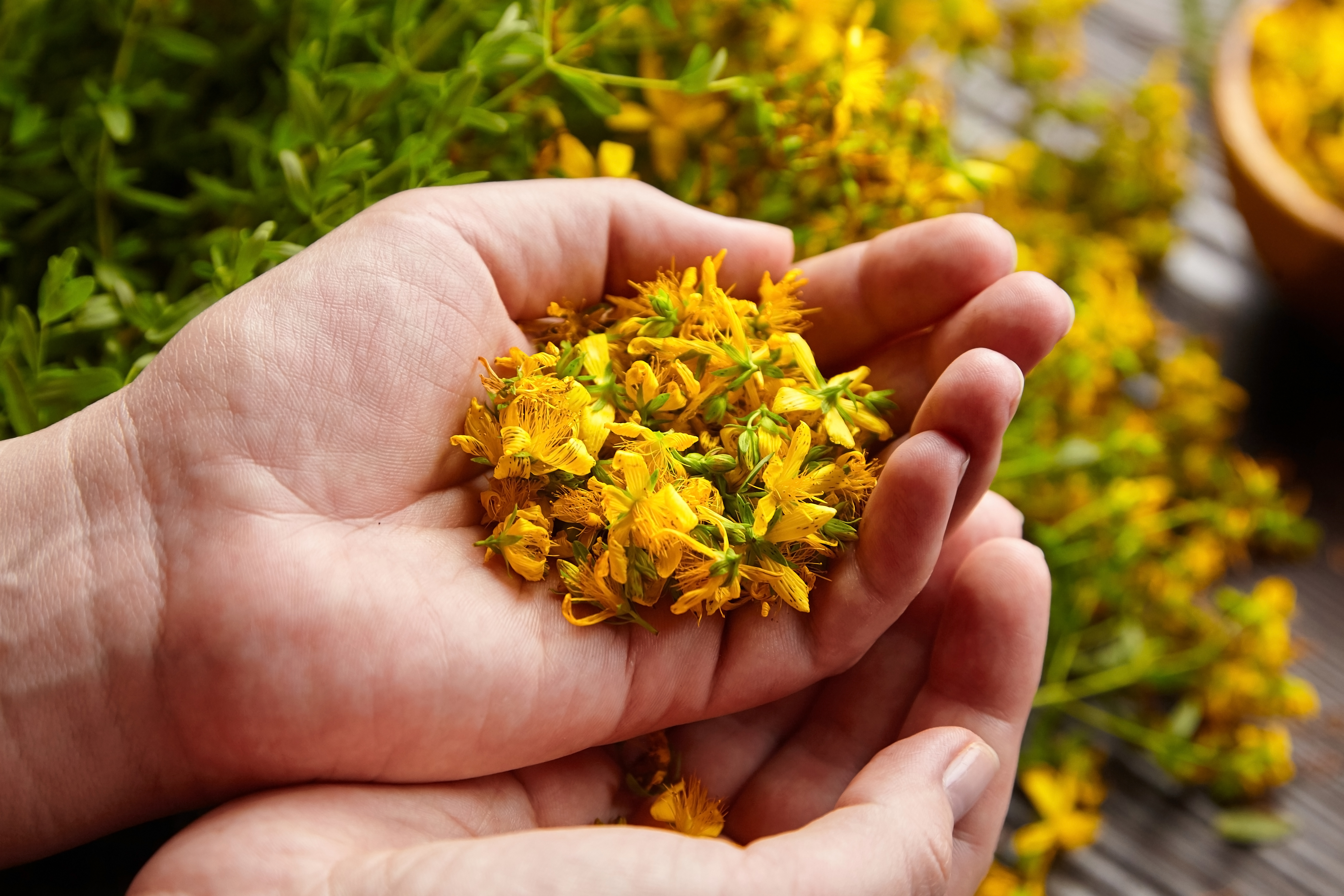 In einer Hand liegen viele gelbe Blüten. Im Hintergrund befinden sich dieselben Pflanzen auf einem Tisch aufgereiht. 