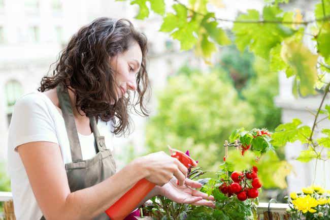 Eine Frau, die eine Schürze trägt, hält eine orangene Sprühflasche in der Hand und besprüht eine Tomatenpflanze mit Wasser.
