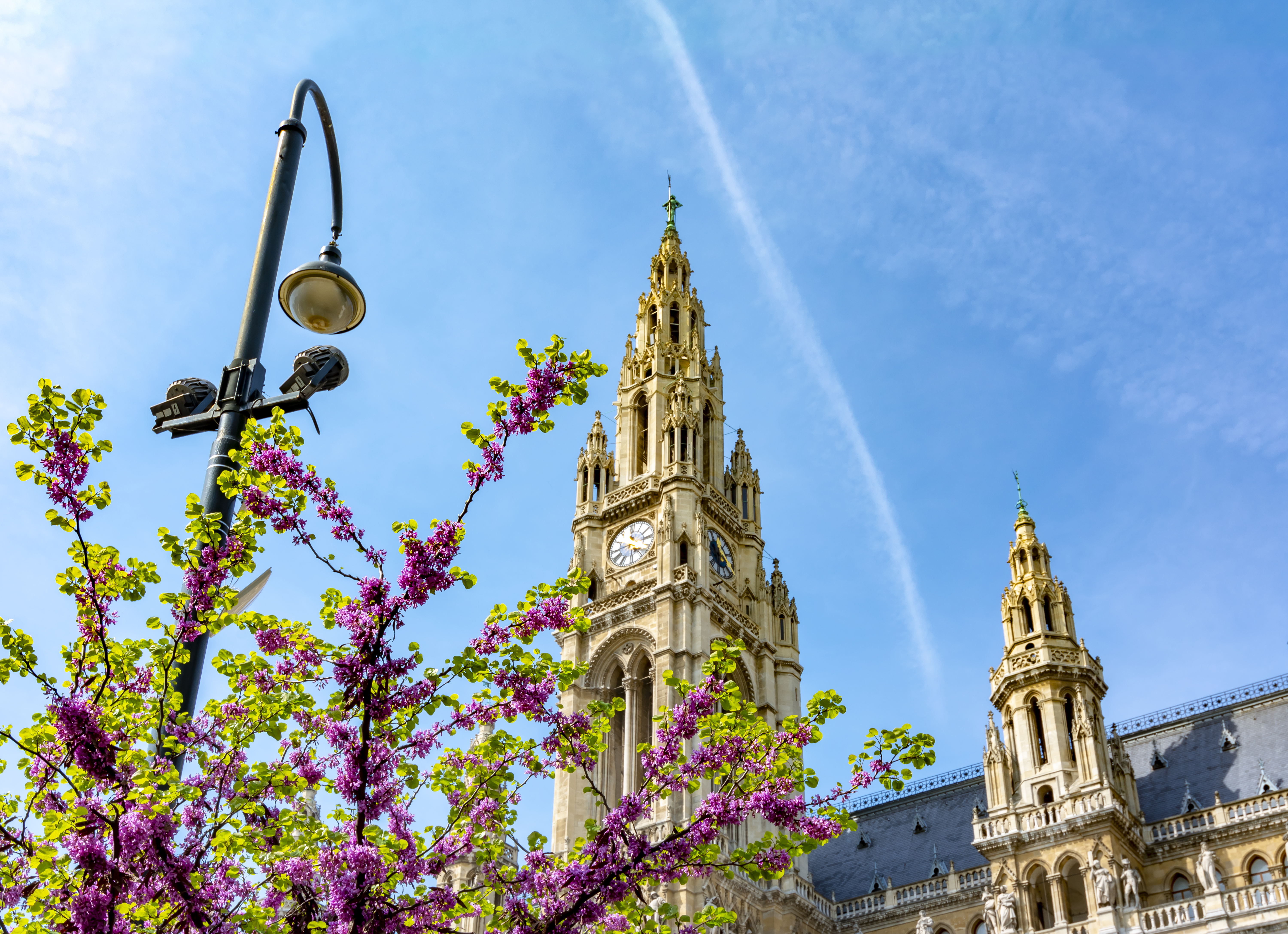 Vienna, city hall, spring