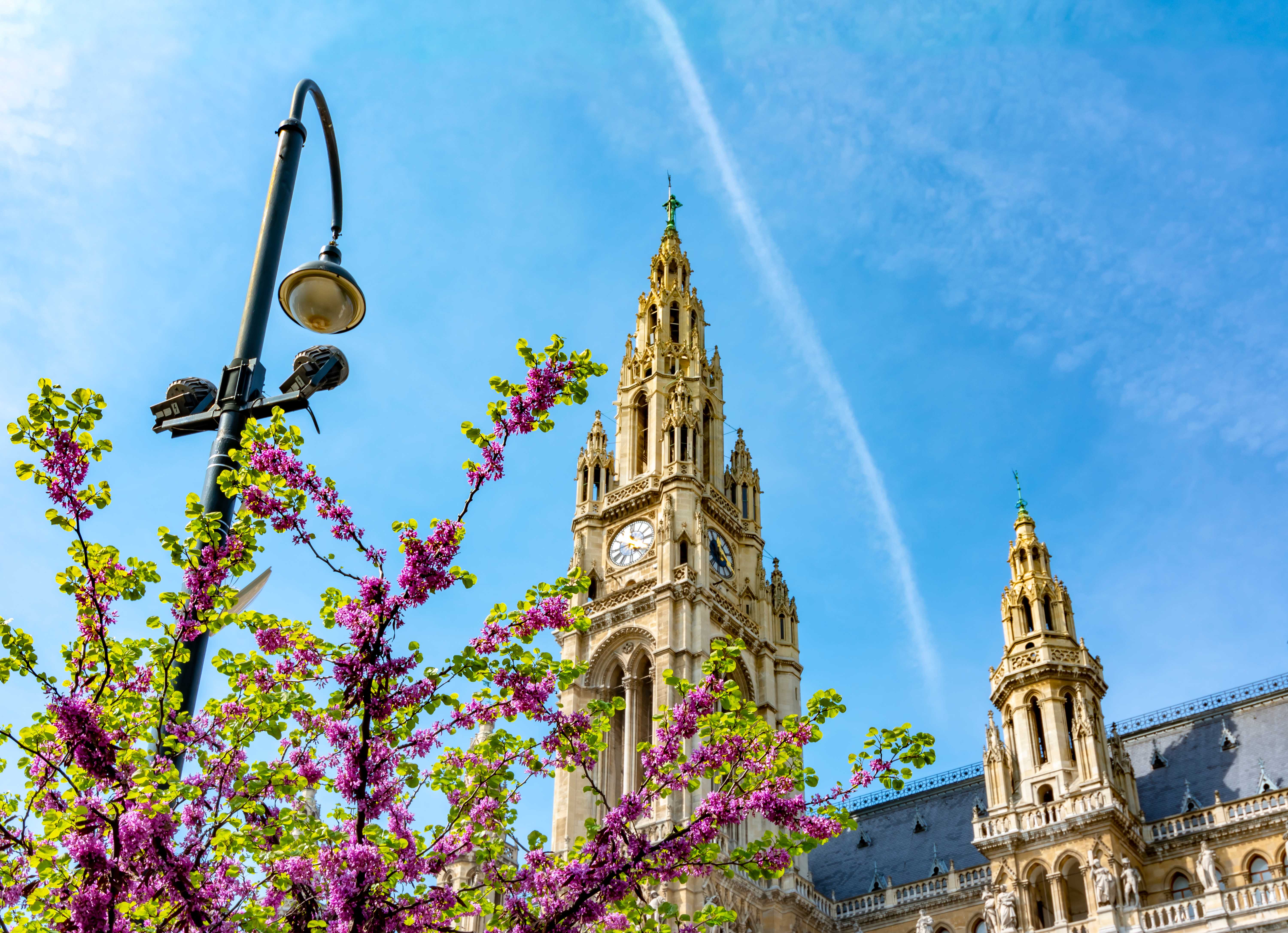 Vienna, city hall, spring