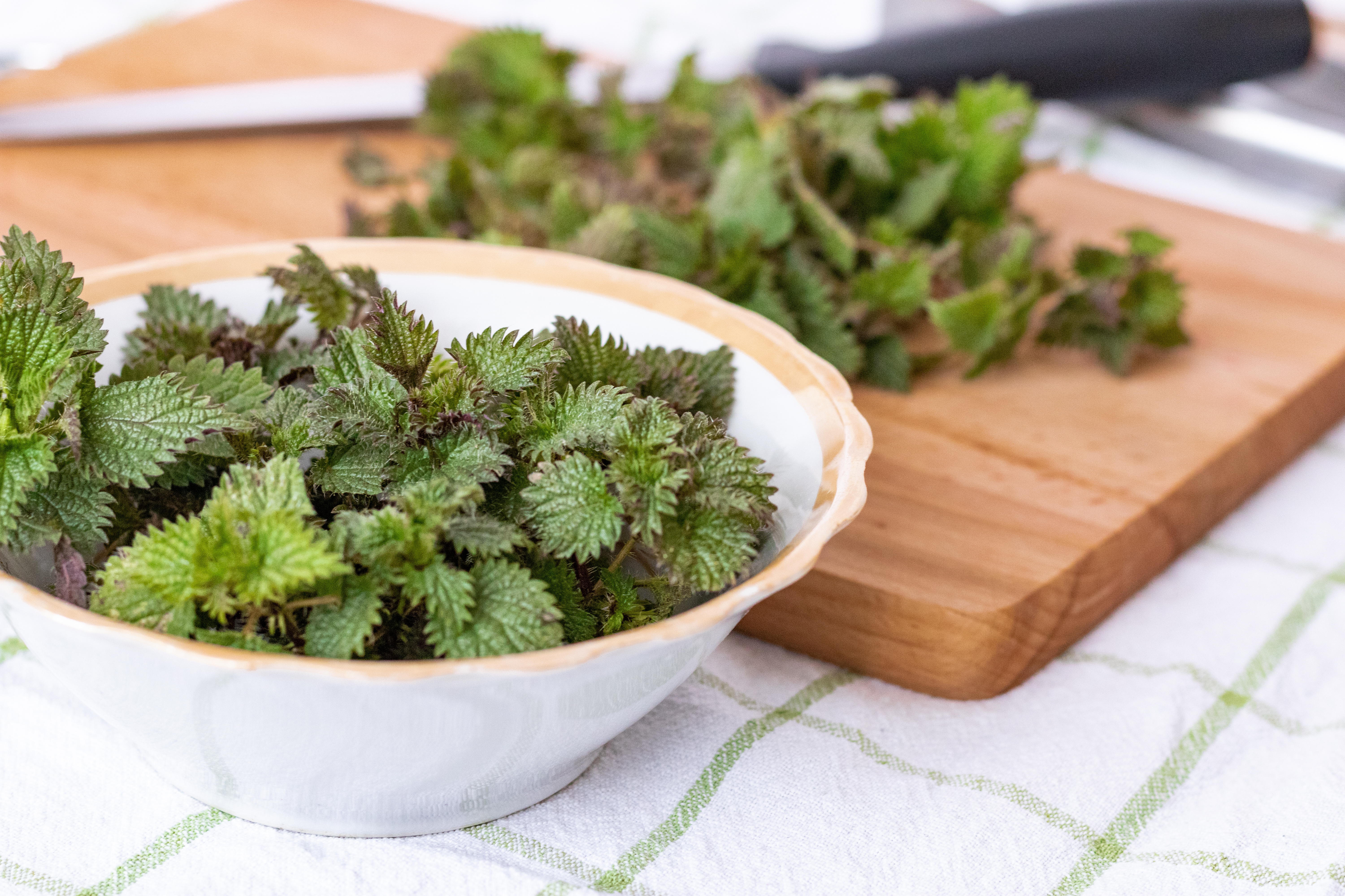 Die Brennessel - ein wahres Superfood.