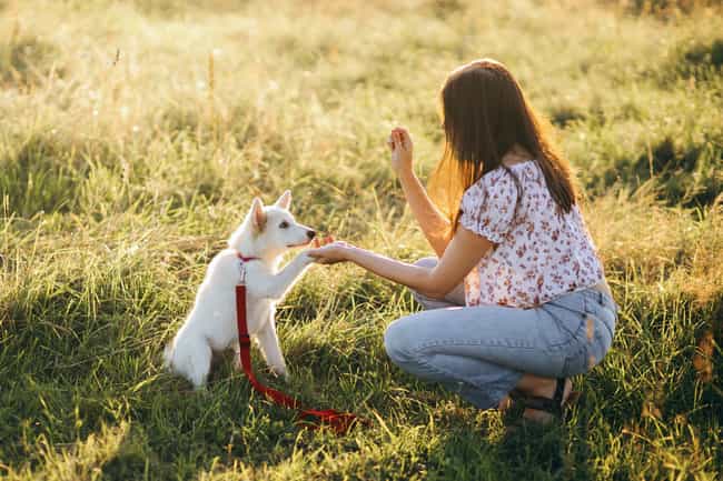 Eine Frau hockt auf einer Wiese. Neben ihr sitzt ein weißer Hund und gibt ihr die Pfote.