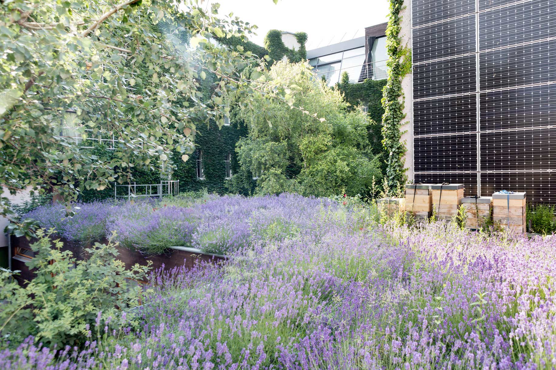 Boutiquehotel_lavendeldach-bienenstock-photovoltaik.jpg